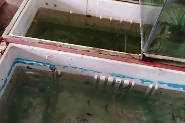 Image of: Xavier Fish Farm Fish Shop in Nagercoil