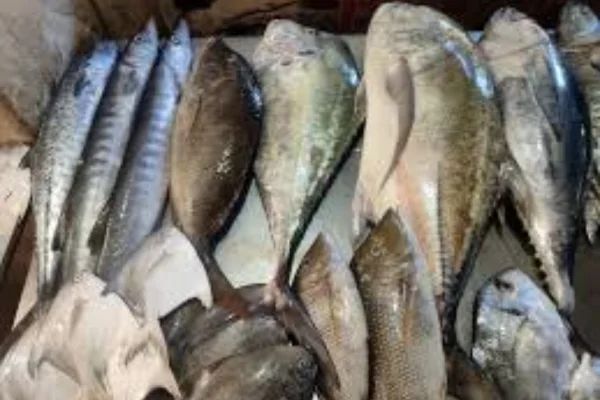 Image of: Ayya Vaikundar Traders Fish Shop in Nagercoil