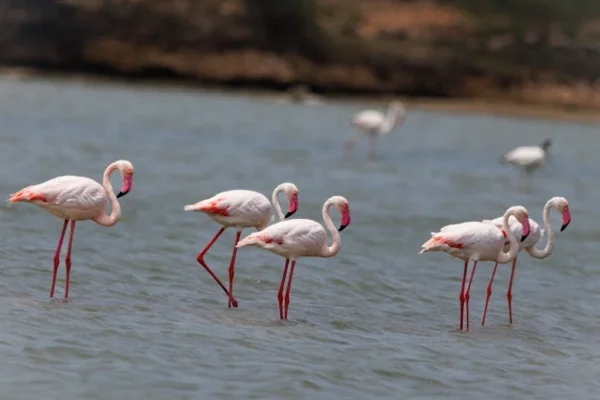 Image of: Puthalam Bird Watching Area in Thamaraikulam