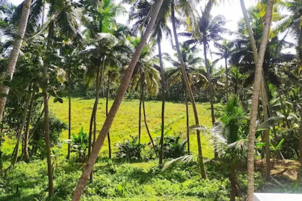 Image of: Thottathaan Vilai Tourist Destination in Thengapattanam