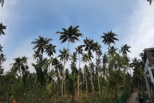 Image of: Soorankudy Tourist Spot in Dharmapuram