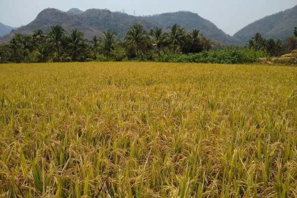 Image of: Thondikarai Paddy Field in Esanthimangalam Tamil Nadu
