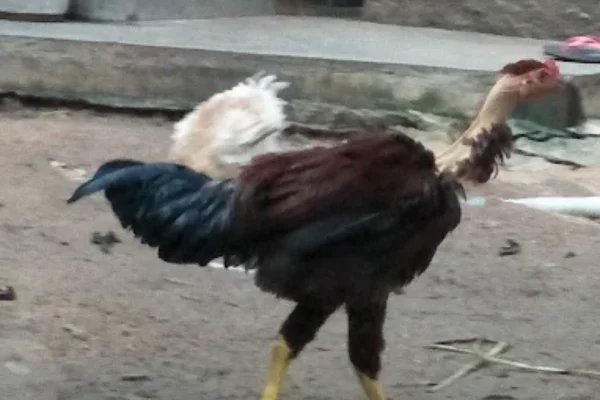 Image of: Siruvidai Nattu Koli Home Goods Store in Nagercoil