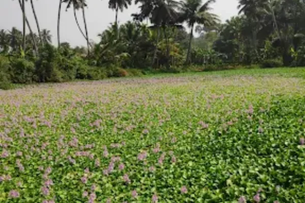 Image of: Edaicode Pool Tourist Destination in Tamil Nadu