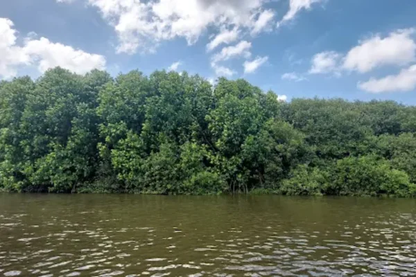 Image of: Mangrove Forest in Thenthamaraikulam   Tamil Nadu