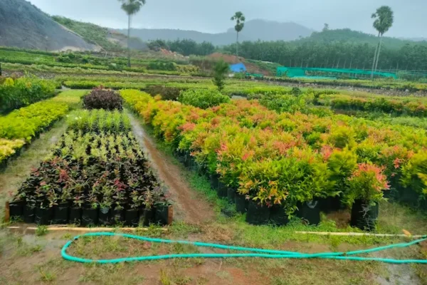 Image of: Thirunanthikara Fruits Garden in Thirunanthikarai