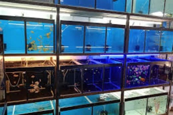 Image of: NEITHAL AQUARIUMS Pet Store in Tirunelveli