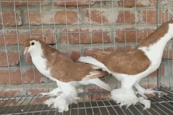 Image of: Nellai Pegions Pet Store in Sathangulam Tamil Nadu