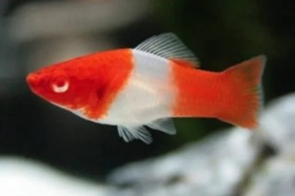 Image of: KAVIN PETS AQUARIUM Pet Store in Alangulam