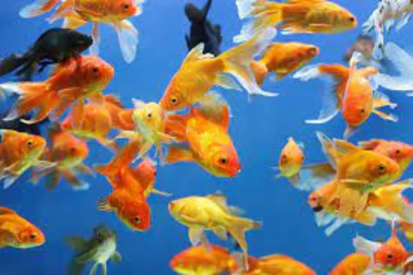 Image of: A K S Aquarium Pet Store in Tirunelveli  Tamil Nadu