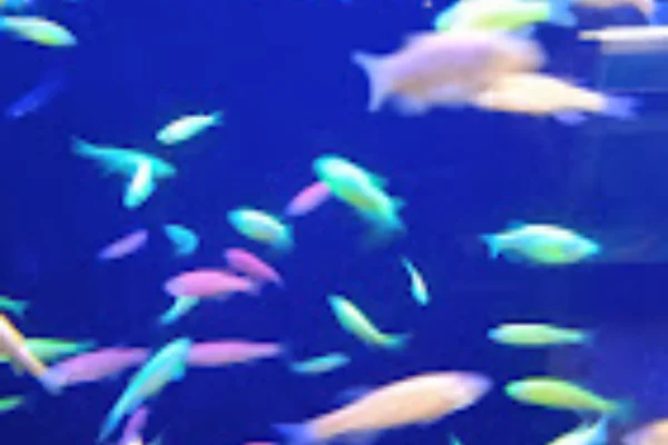 Image of: JJ Fish World Pet Store in Sattankulam