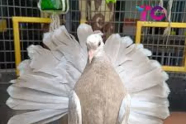 Image of: TC Loft Pet Store in Thiruvattaru