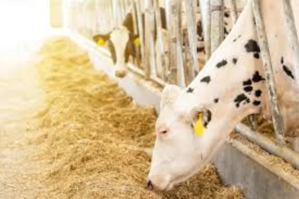 Image of: Chellam Stores Cow Feeds in Kakkan Nagar Tamil Nadu