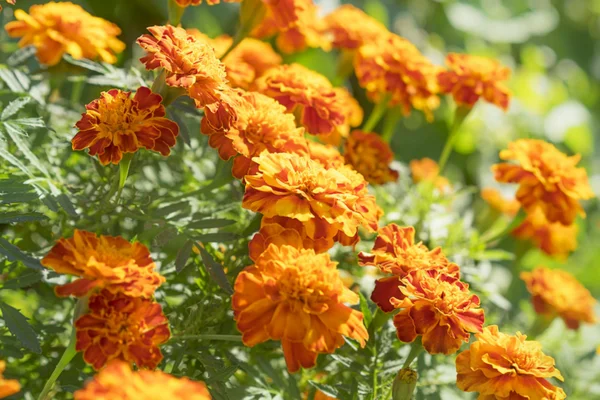 Image of: Thangam Gardens in Koonthakulam