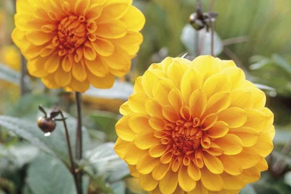 Image of: Gold House Home and Garden Store in Seelathikulam