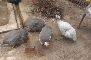 Image of: Esanthimangalam Meat Shop Tamil Nadu