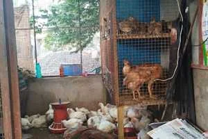 Image of: Selva Ganapathi Chicken Shop in Thengamputhur