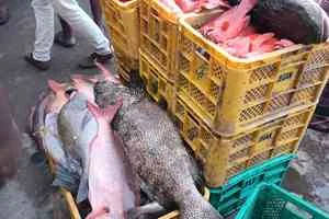 Image of: Colachel Fishing Harbour Fish Shop in Colachel