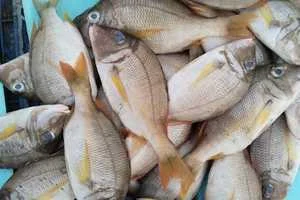 Image of: MM Sea Foods Fish Shop in Nagercoil