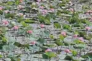 Image of: Agasthiyar Puthu Kulam Tourist Spot in Kottaram