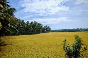 Image of: Valliyaru Water Stream Tourist Spot in Vellimalai Tamil Nadu