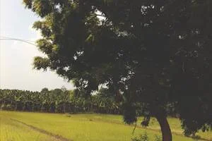 Image of: Gandhi Park Cheranmahadevi Peaceful Green Space for All Ages