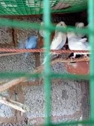 Image of: Kavin Pet Shop Birds World in Valliyur Tamil Nadu