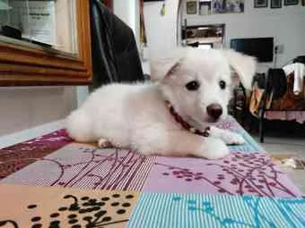 Image of: Tirunelvelipets Pet Store in Tirunelveli Tamil Nadu