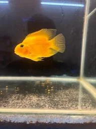 Image of: Idayam Aquarium and Pet Store in Alangulam Tamil Nadu