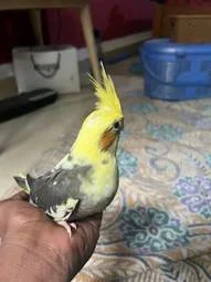 Image of: Lovely Pets and Aquarium in Tirunelveli