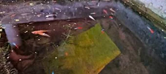 Image of: Fish Aquarium Pet Store in Levengipuram