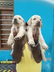 Image of: VINI'S PETS Pet Store in Thoothukudi