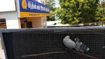 Image of: SRI MEENAKSHI AQUARIUM AND PET SHOP in Tenkasi