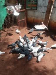 Image of: PURA KALANTHAR Farm Pet Store in Tenkasi