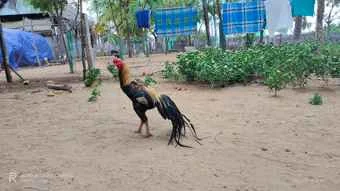 Image of: Long Tail Aseel Farm Pet Store in Vettukadu, Tamil Nadu