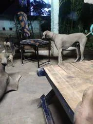 Image of: 1000 Pet Care Store in Kooniyar, Tamil Nadu