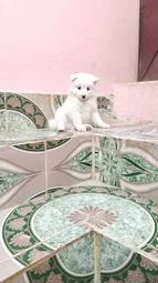 Image of: KF Marketing Pet Store in Sankarankoil Tamil Nadu