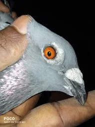 Image of: Thuruvan Loft Pet Store in Kavalkinaru