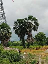 Image of: Eswaramani Home Pet Store in Radhapuram