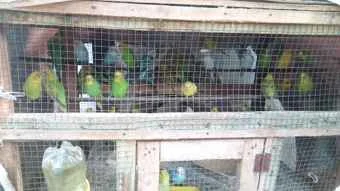 Image of: Rehoboth Love Birds Shop Pet Store in Pavoorchatram
