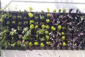 Image of: STAR GARDEN SOLUTIONS Palayamkottai