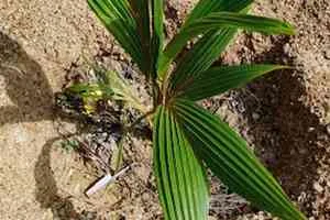 Image of: TPK Farm House in T.Karungulam