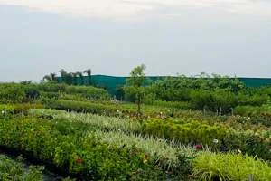 Image of: Iyyarkai Nursery in Iyyarkai Nagar Itteri