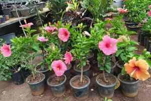 Image of: Kurinji Nursery in Palayamkottai Tirunelveli