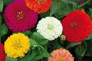 Image of: Grow Green Plants and Seeds in Cheranmahadevi