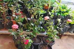 Image of: Mas-hoor Home Nursery Garden in Keelakarai