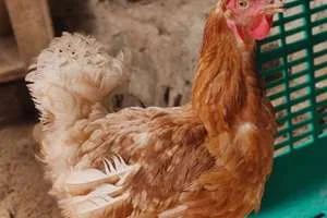 Image of: A1 Fish Chicken Moolakaraipatti Tamil Nadu