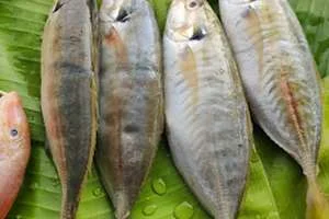 Image of: Jaj Fishmonger Fresh Fish Shop Malappuram Valliyur Tamil Nadu