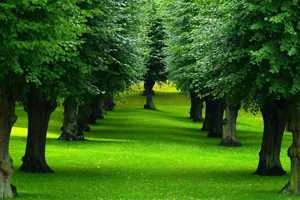 Image of: Shivani Travels Kulasekarankottai Chattrappatti Thiruvengadam