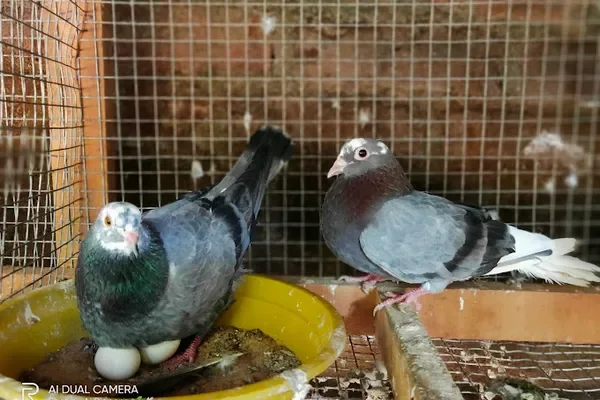 Image of: AJ Pigeons Nagercoil - Pigeon Farming & Sales